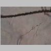Neuronas Golgi 29.jpg